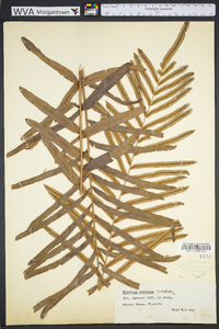 Blechnum serrulatum image