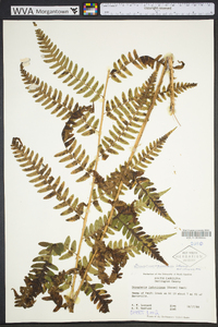 Dryopteris australis image