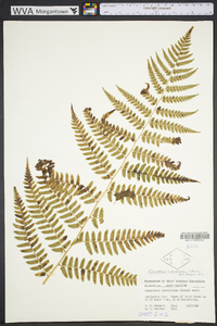 Dryopteris australis image