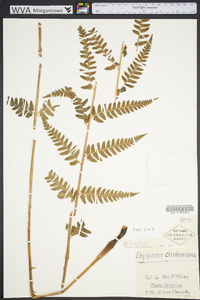 Dryopteris australis image