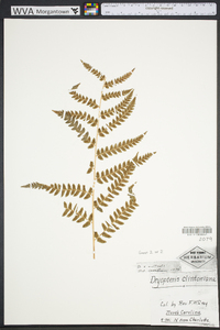 Dryopteris australis image