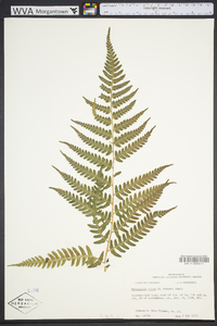 Dryopteris celsa image