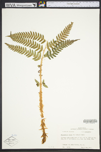 Dryopteris celsa image