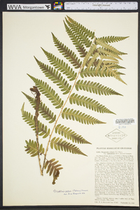 Dryopteris celsa image