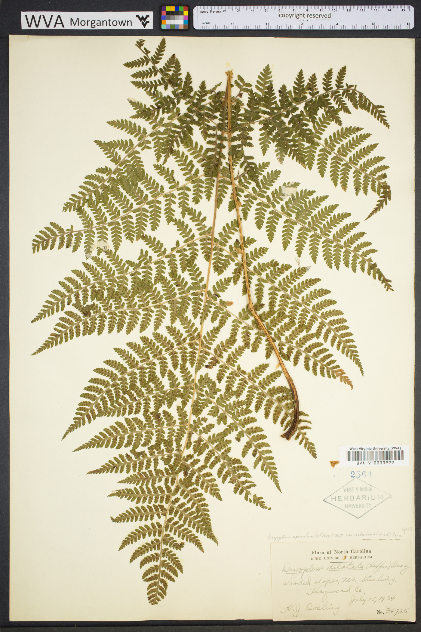 Dryopteris campyloptera image