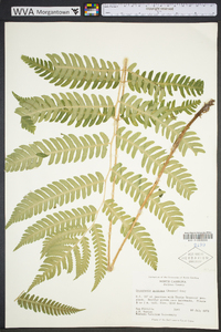 Dryopteris goldieana image