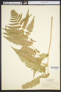 Dryopteris goldieana image