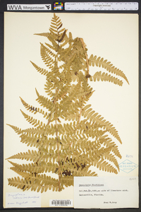 Dryopteris ludoviciana image