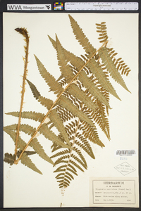 Dryopteris ludoviciana image