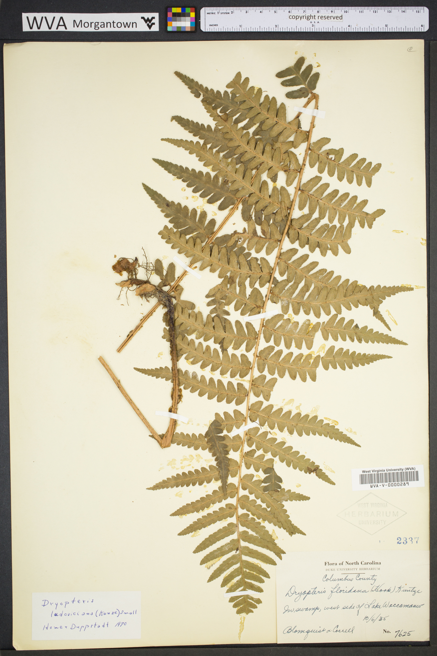 Dryopteris ludoviciana image
