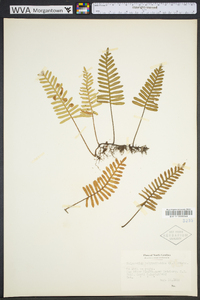 Pleopeltis polypodioides image