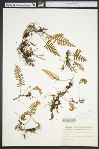 Pleopeltis polypodioides image