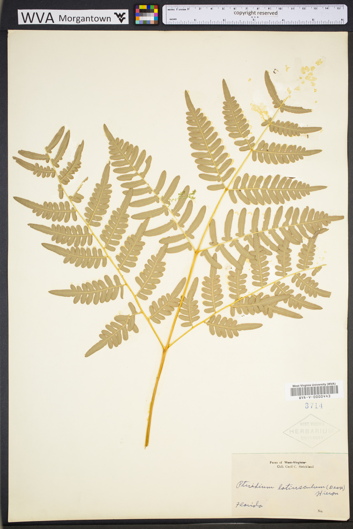 Pteridium aquilinum subsp. latiusculum image