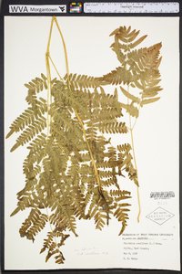 Pteridium aquilinum var. latiusculum image