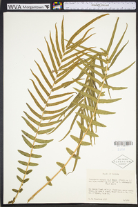 Pteris vittata image