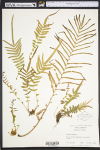 Pteris vittata image