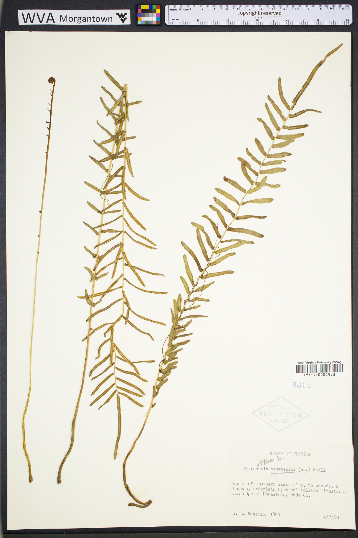 Pteris bahamensis image