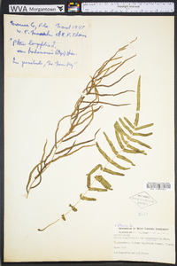 Pteris bahamensis image