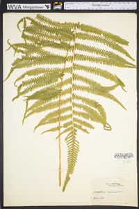 Thelypteris kunthii image