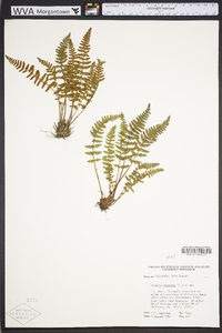 Woodsia ilvensis image