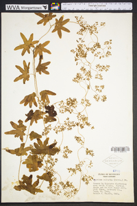 Lygodium palmatum image