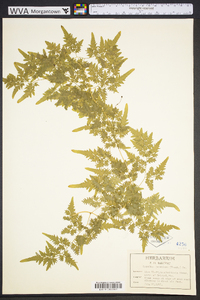 Lygodium japonicum image