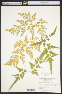 Lygodium japonicum image