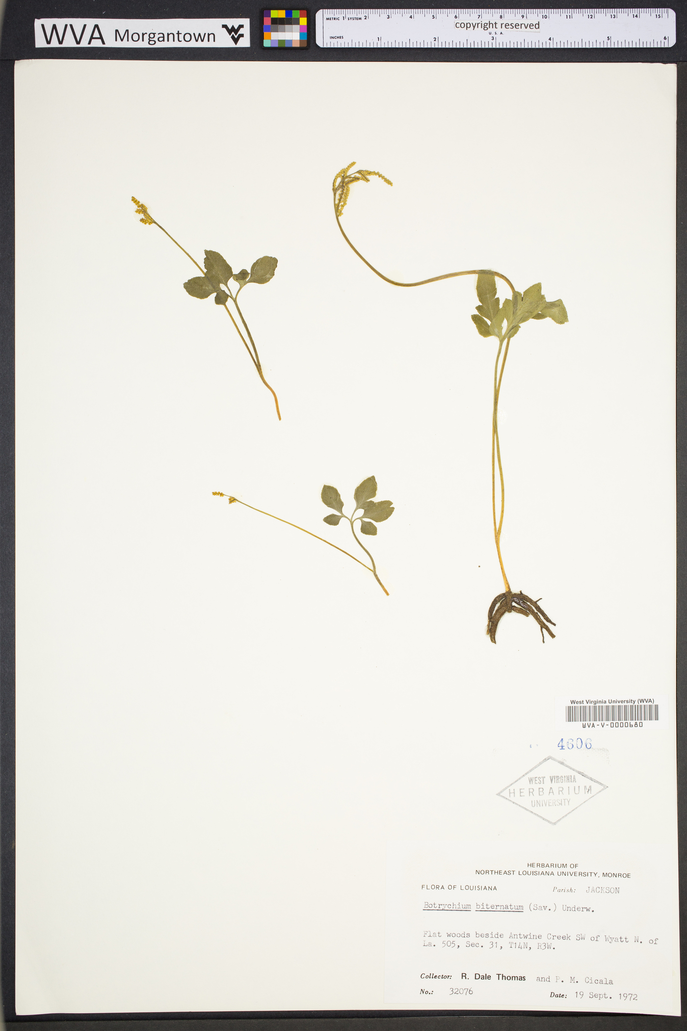 Sceptridium biternatum image