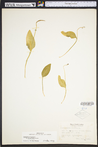 Ophioglossum vulgatum image