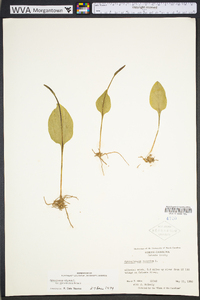 Ophioglossum vulgatum image