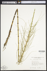 Equisetum fluviatile image