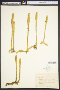 Lycopodiella alopecuroides image