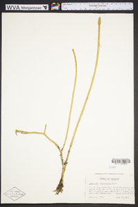 Lycopodiella x copelandii image