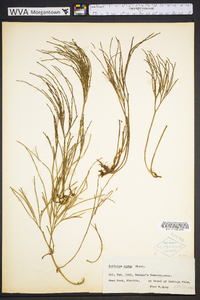 Psilotum nudum image