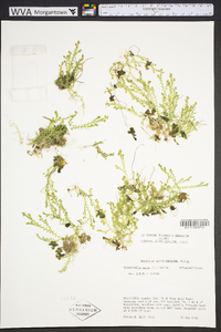 Selaginella apoda image