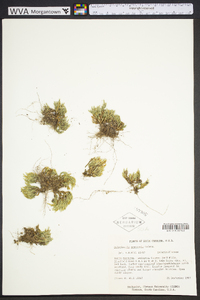 Selaginella arenicola image