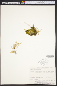 Selaginella rupestris image