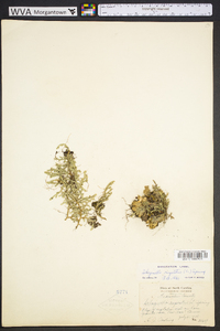 Selaginella rupestris image