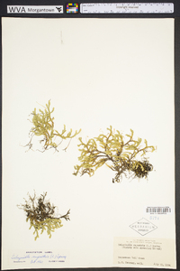 Selaginella rupestris image