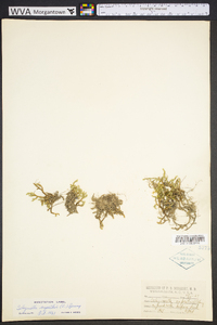 Selaginella rupestris image