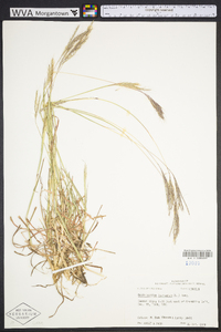 Bothriochloa ischaemum image