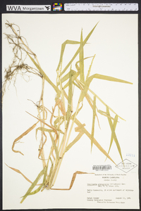 Urochloa platyphylla image