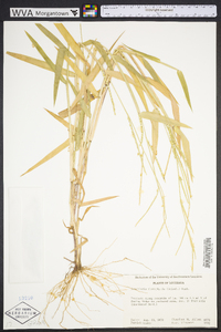 Urochloa platyphylla image