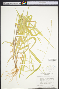 Urochloa platyphylla image