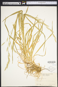 Bromus catharticus image