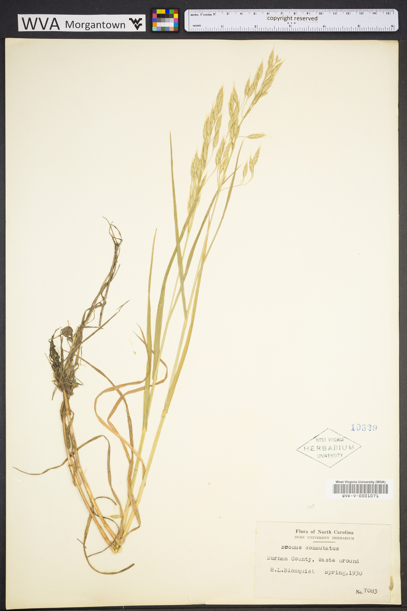 Bromus racemosus image