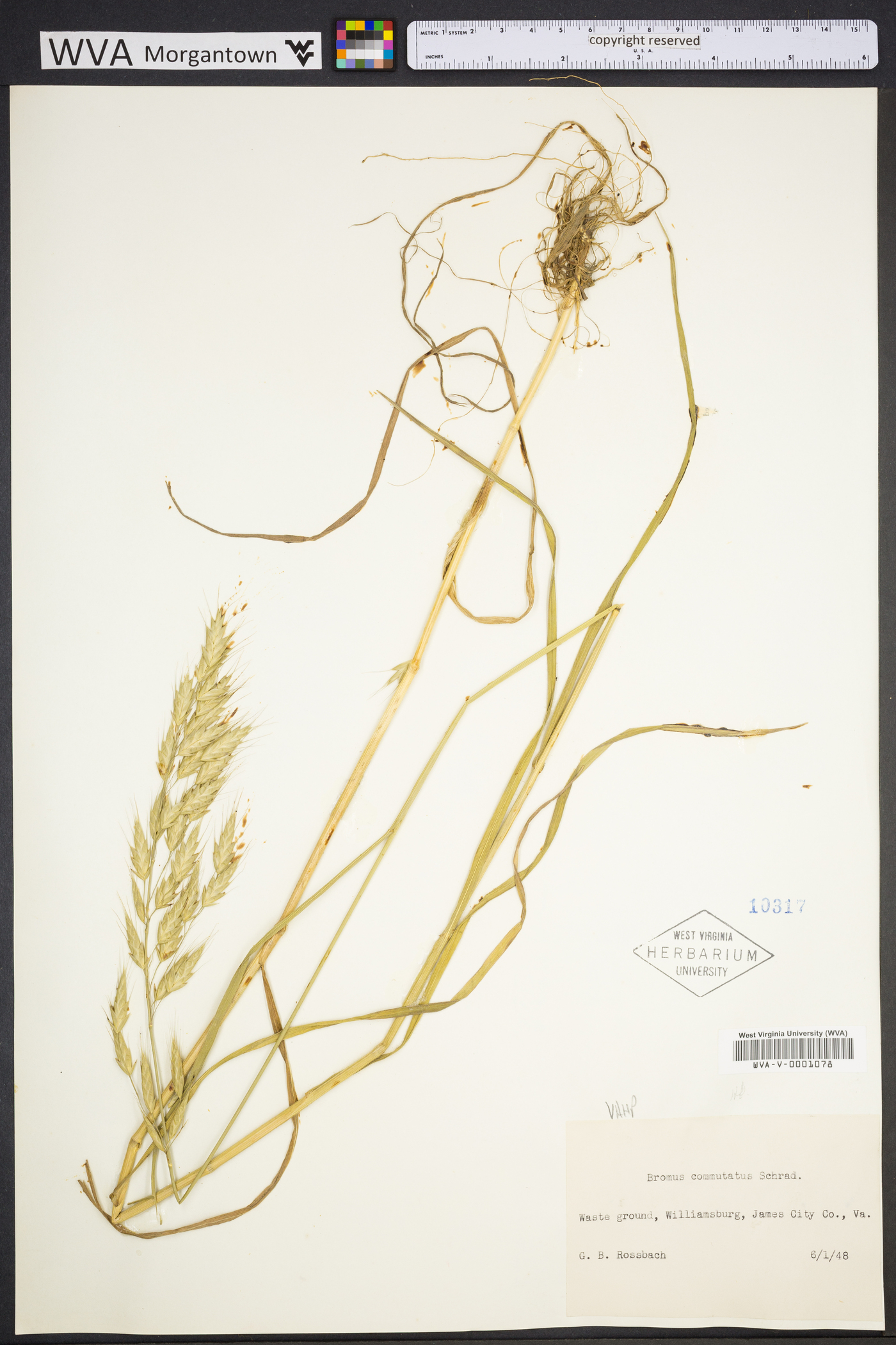 Bromus racemosus image