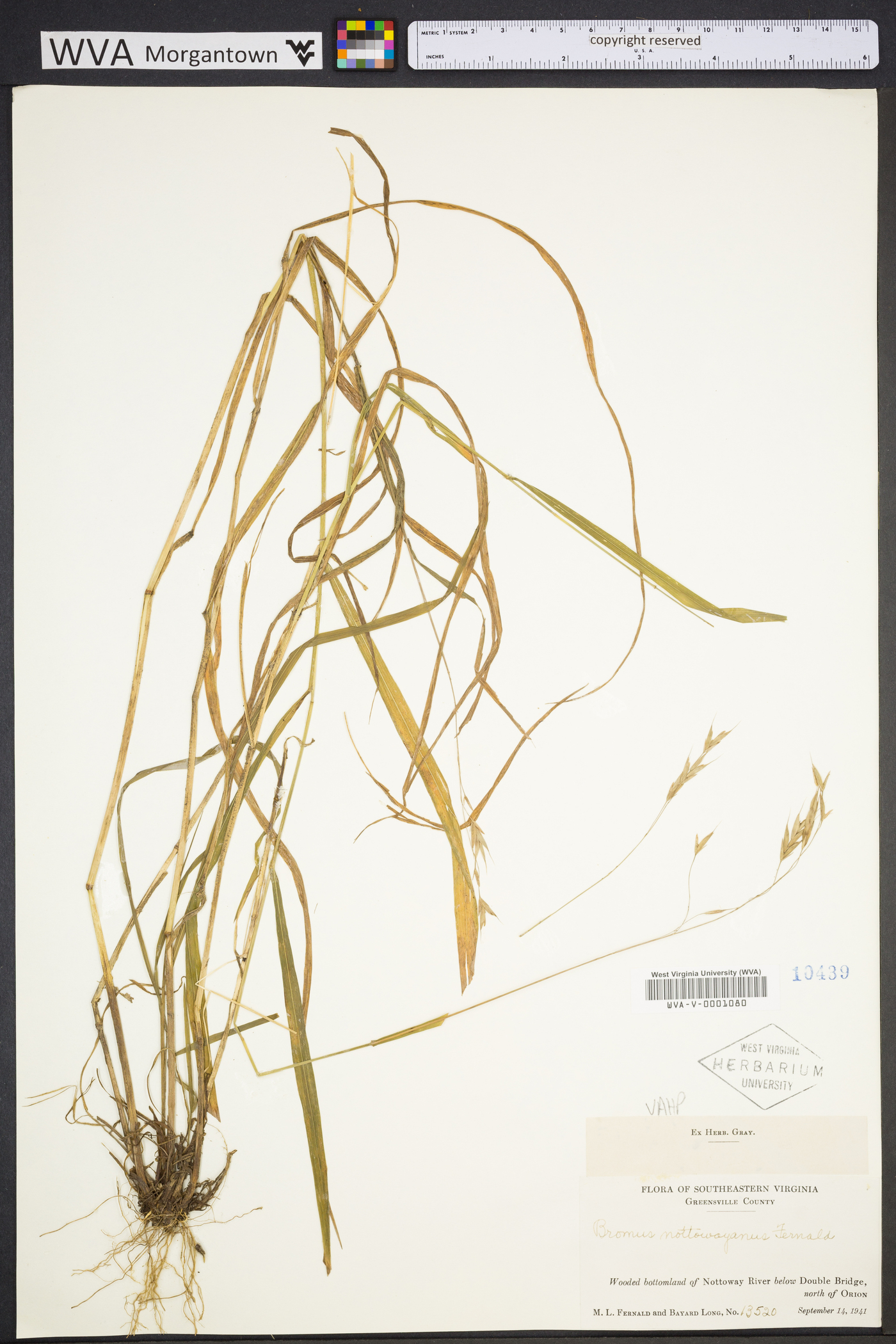 Bromus nottowayanus image