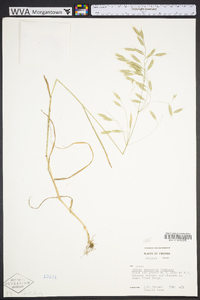 Bromus arvensis image