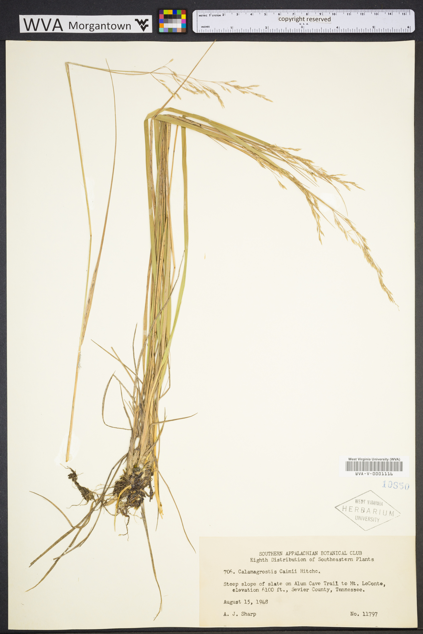 Calamagrostis cainii image